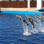 イルカを捕獲して展示する 水族館 が抱える問題