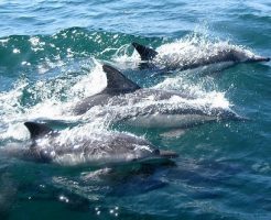日本海 イルカ 群れ