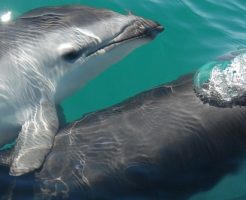 イルカ クジラ 哺乳類