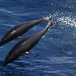 イルカ を 食べる日本が非難される理由