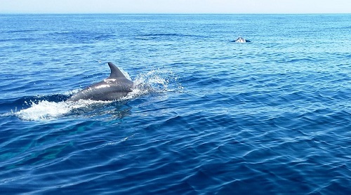 イルカ 背びれ 泳ぐ