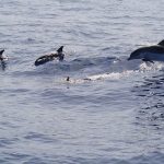 イルカの泳ぐ速さはどれくらい？
