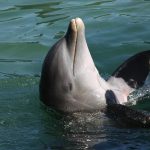 イルカが進化した理由とは？哺乳類なのに海に暮らすイルカの謎。